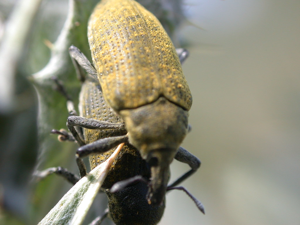 Larinus sp.